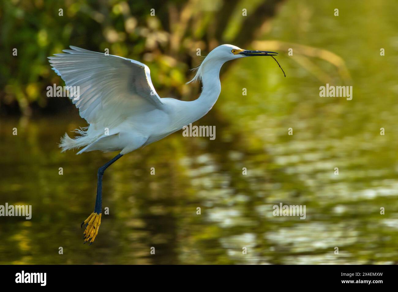 USA, Florida, Jefferson Island. Snowy egret flying with nesting material. Stock Photo