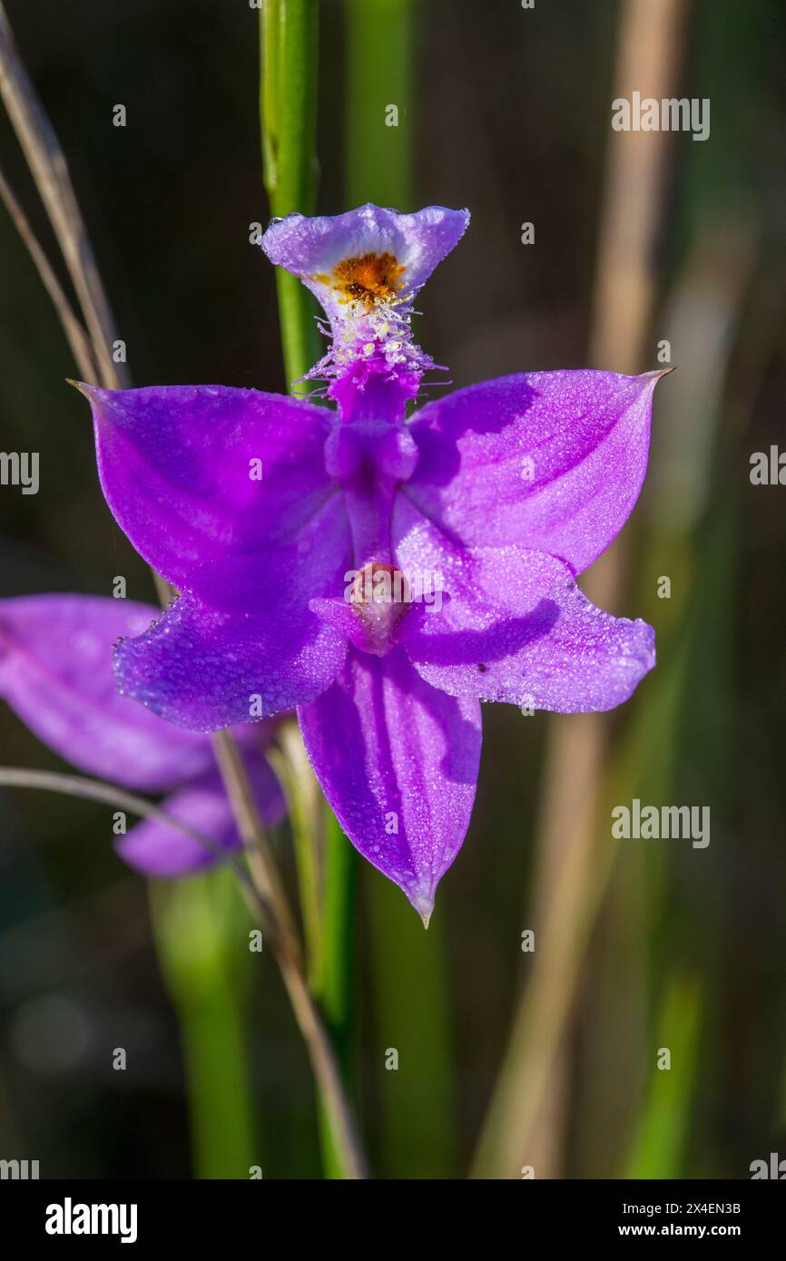 Grass pink orchids grown in prairies in south Florida. Stock Photo