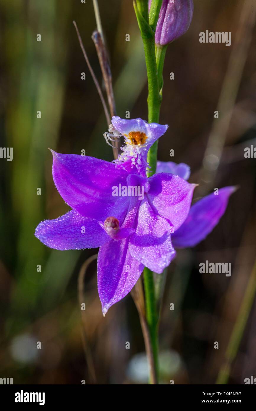Grass pink orchids grown in prairies in south Florida. Stock Photo