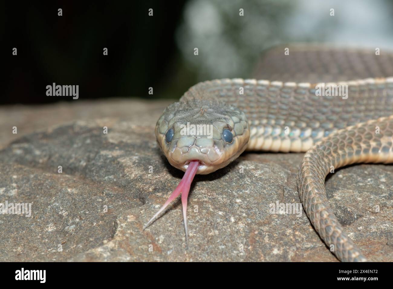 A wild Cape file snake (Limaformosa capensis), also known as the common ...