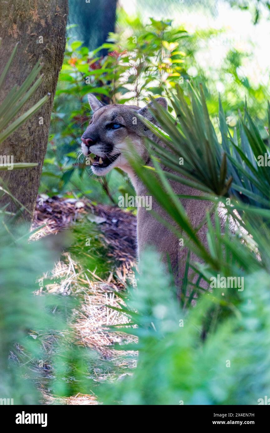 A captive Florida panther, injured by being shot. Naples Zoo. (PR) Stock Photo