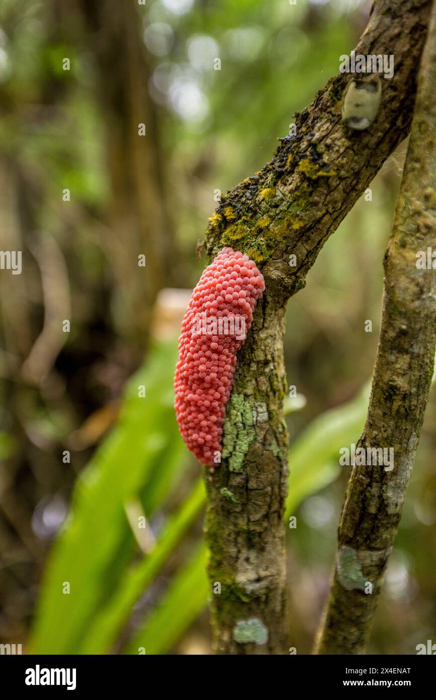 The egg mass of the exotic island apple snail in a south Florida swamp. Stock Photo