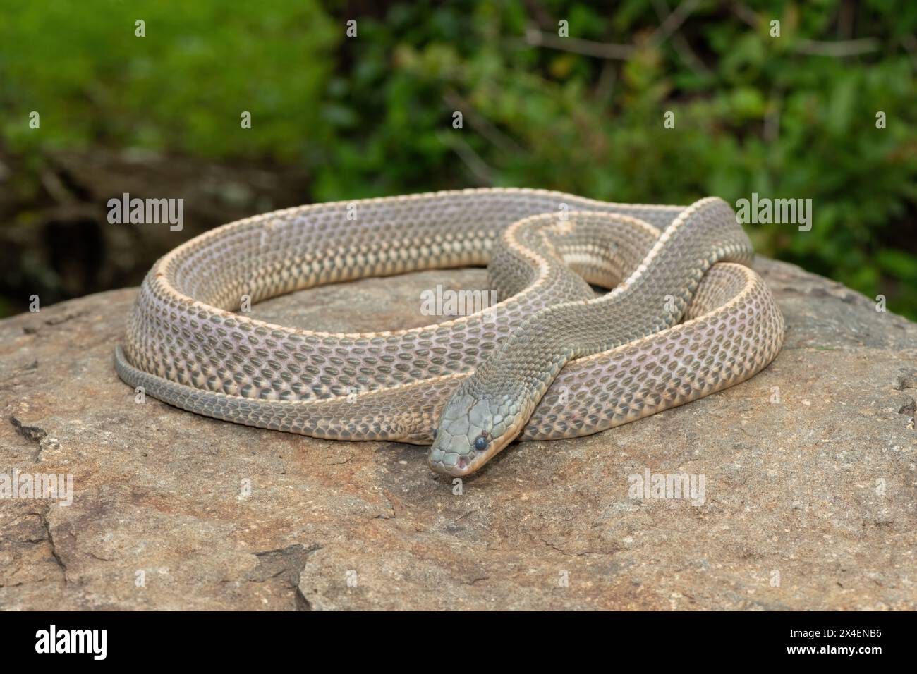 A wild Cape file snake (Limaformosa capensis), also known as the common ...