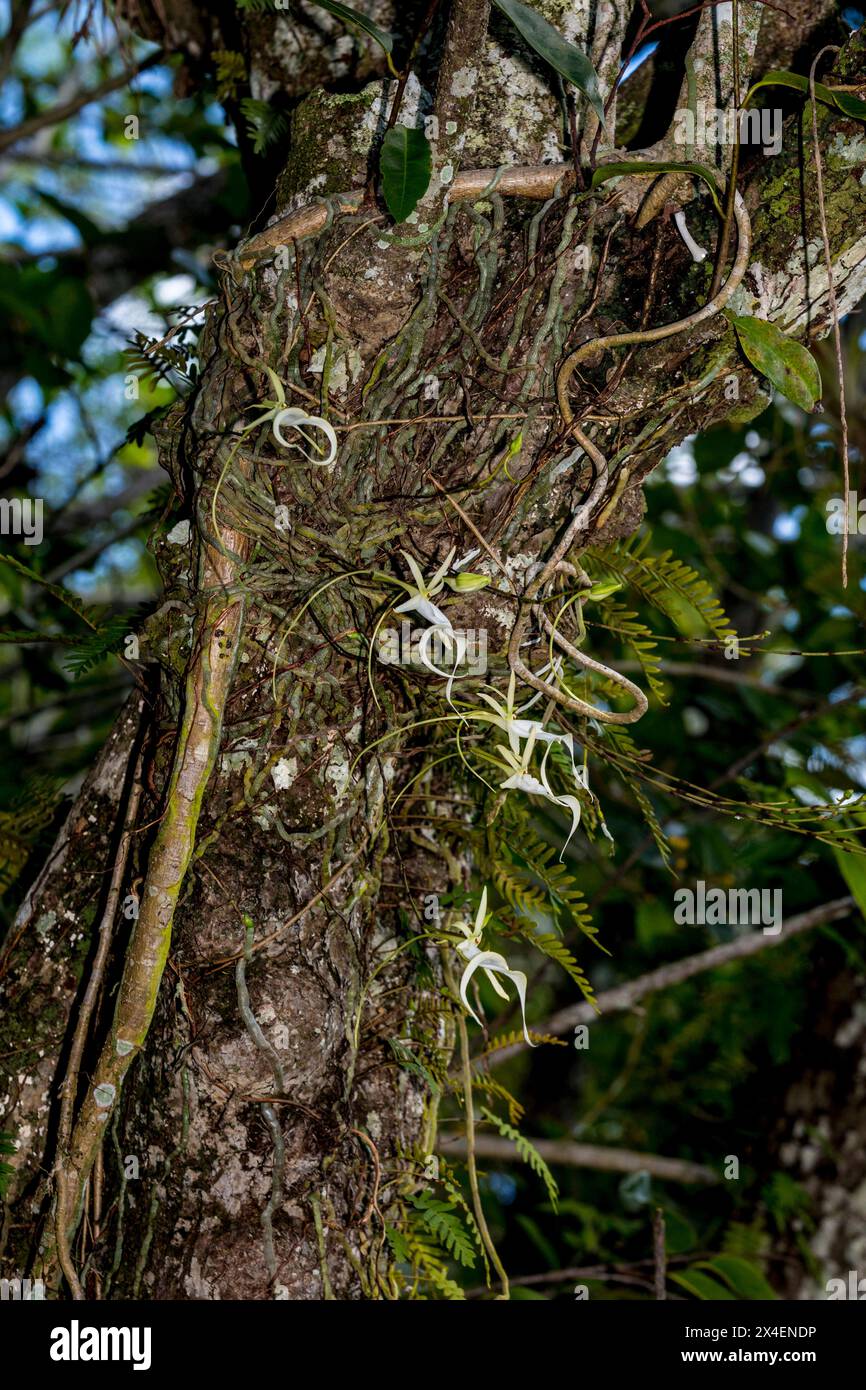 Rare epiphytic ghost orchids grow in an old Pond Apple, Tree in a swamp. Stock Photo