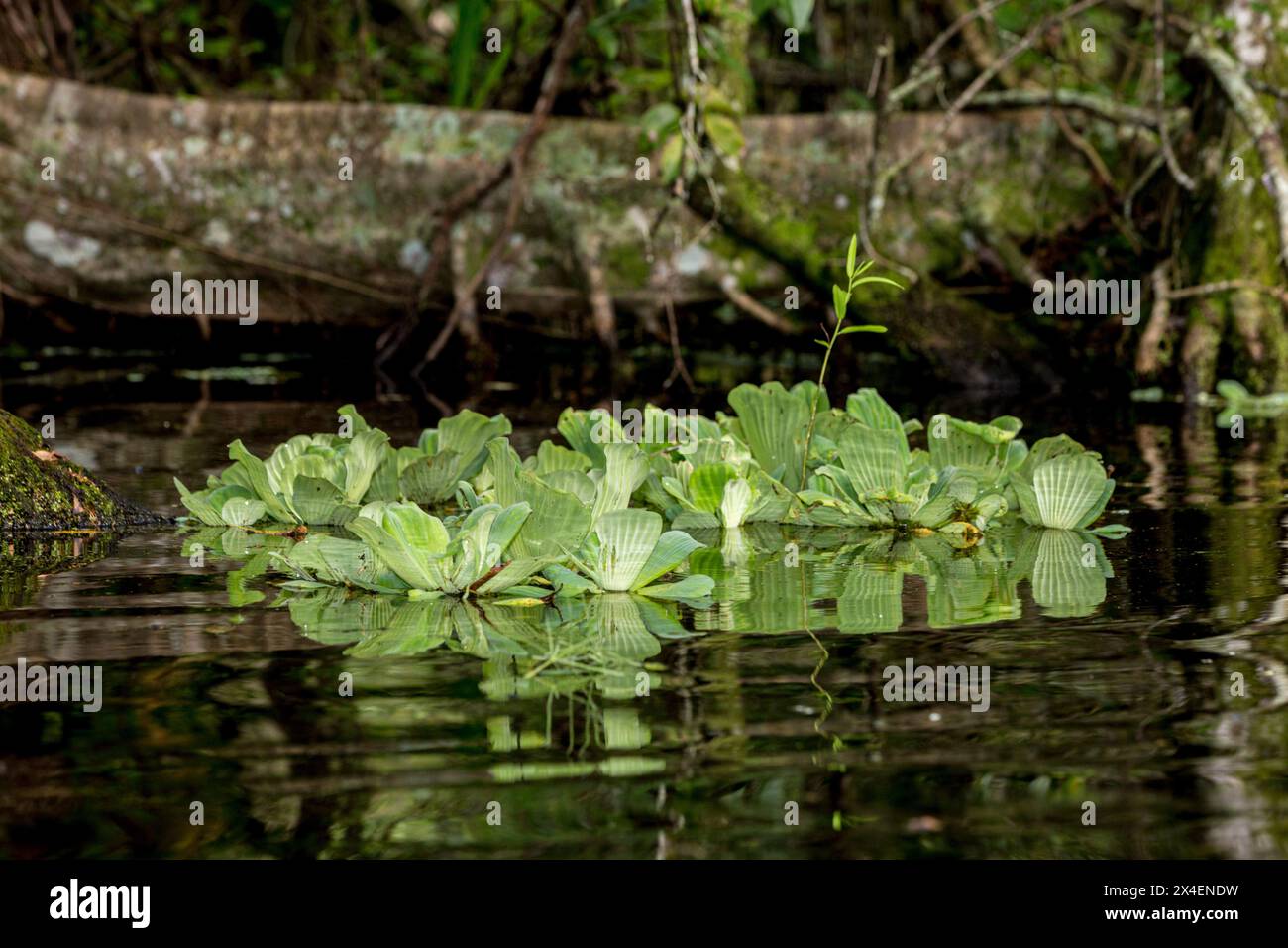 Water lettuce is a common floating plant in swamps of south Florida. Stock Photo