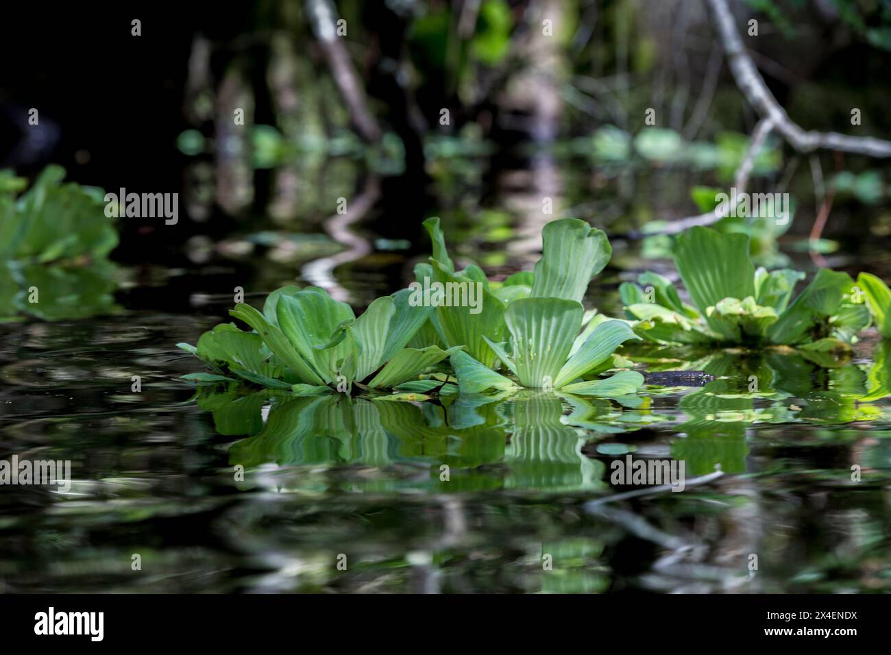 Water lettuce is a common floating plant in swamps of south Florida. Stock Photo
