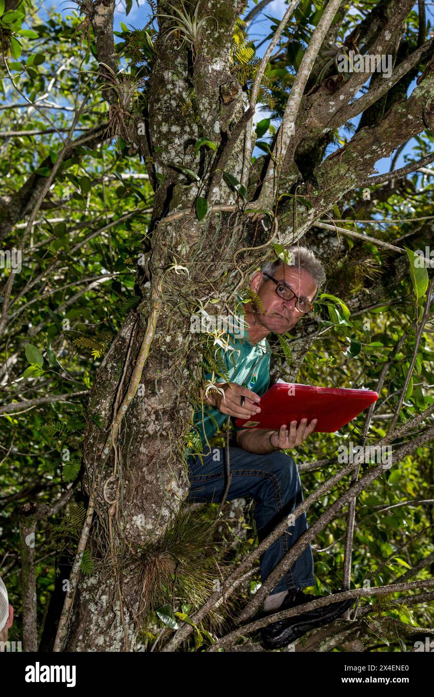 A botanist from Cuba examines a rare ghost orchid in south Florida. (MR) Stock Photo