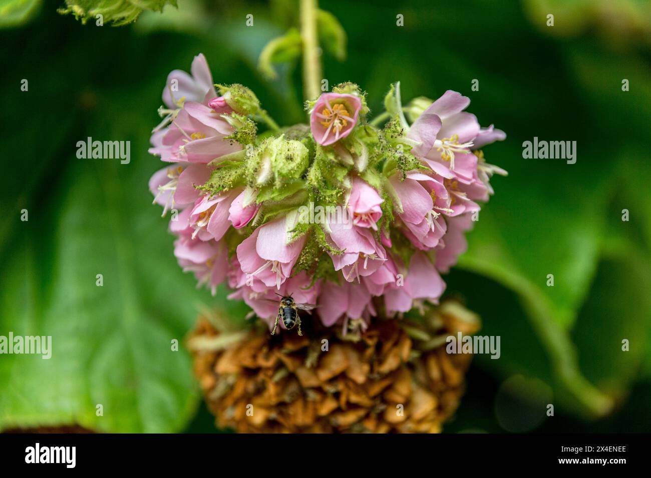 Flowering hydrangeas attract bees and wasps Stock Photo Alamy