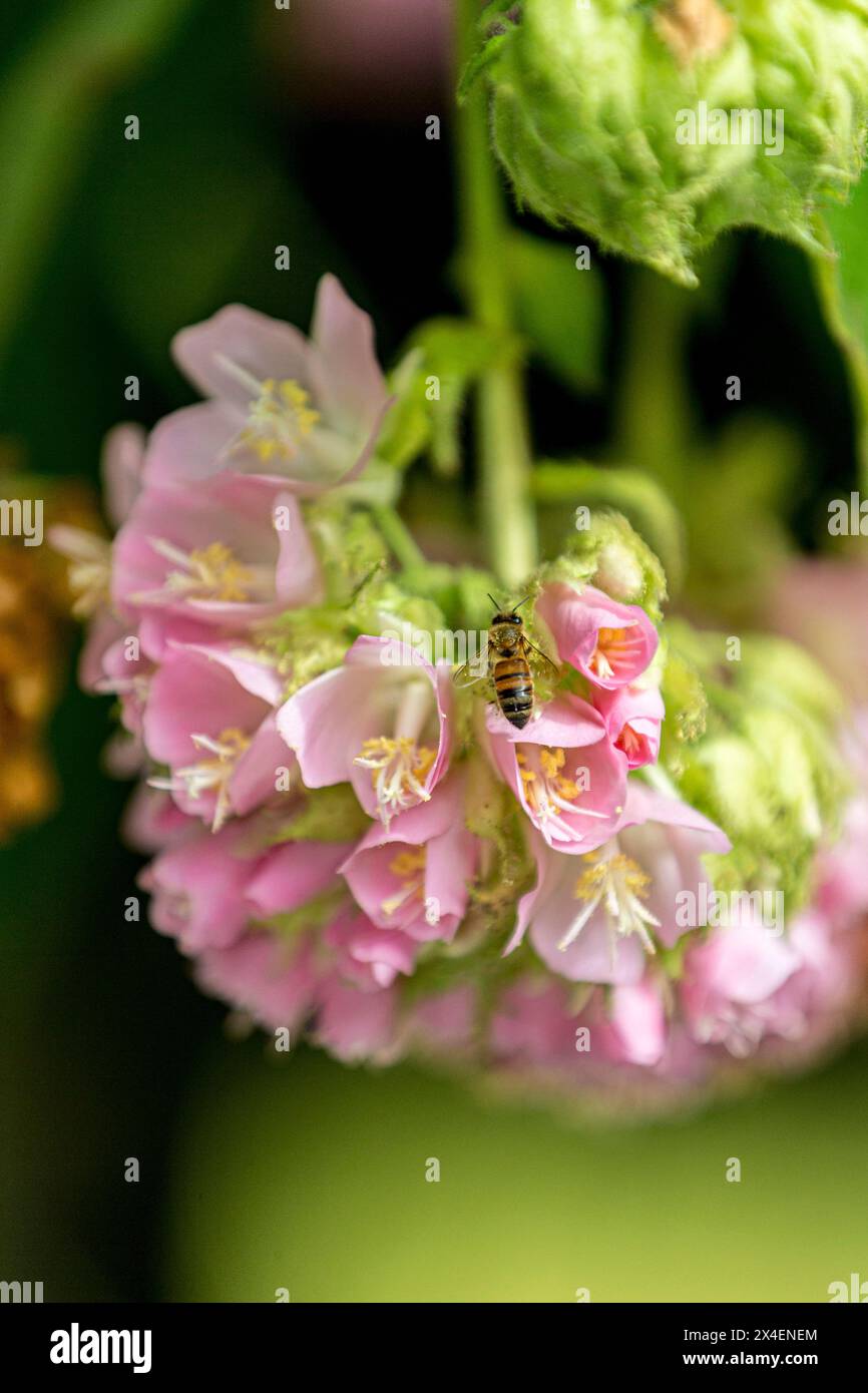 Flowering hydrangeas attract bees and wasps Stock Photo Alamy