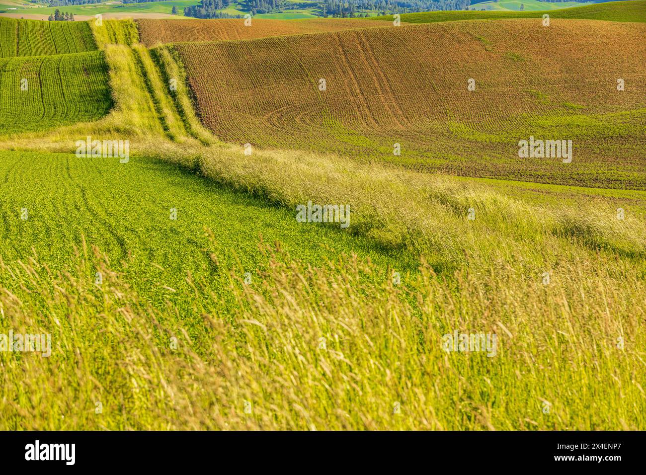 USA, Idaho, Potlatch. Green wheat fields with tractor markings Stock