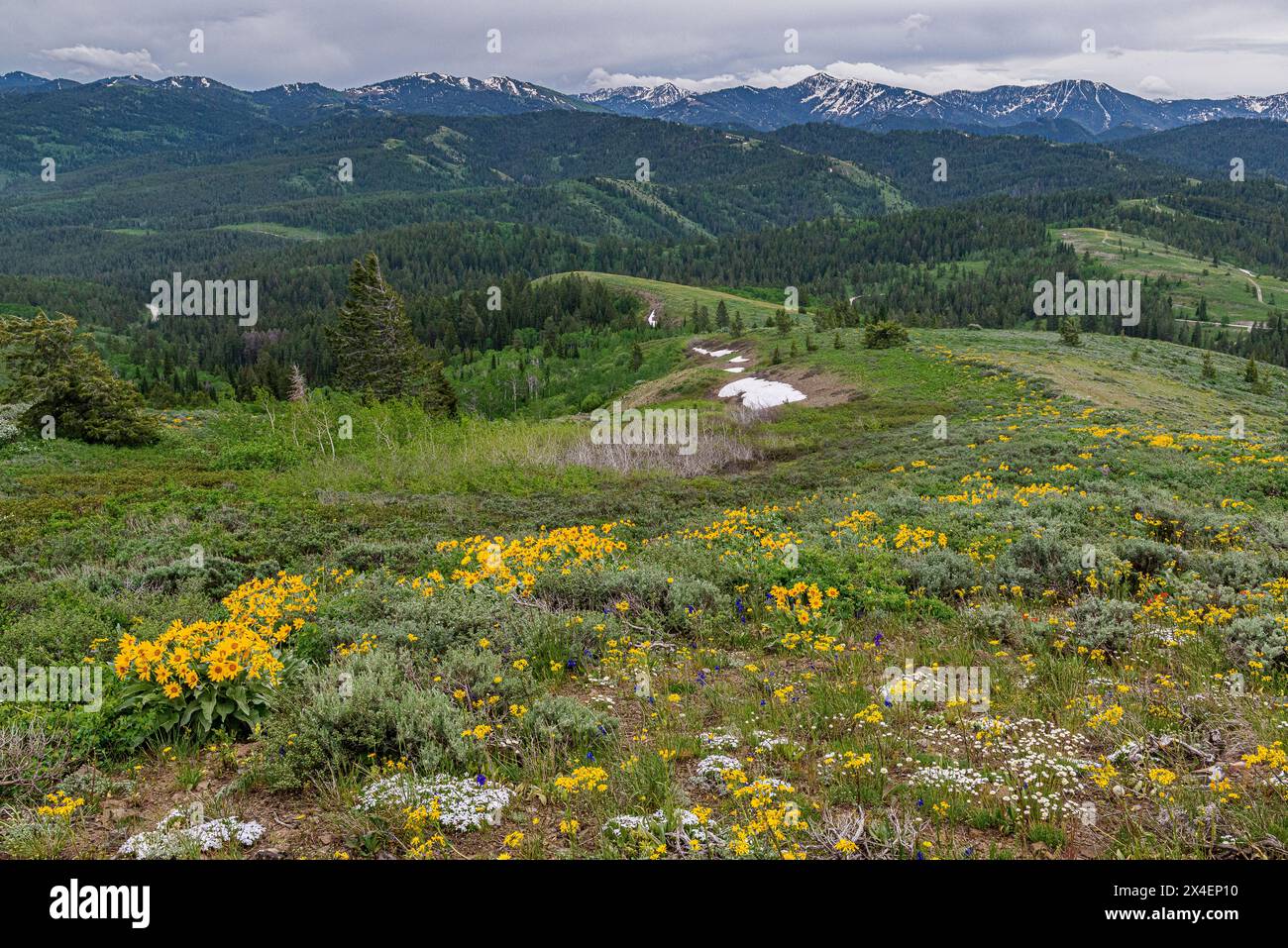 USA, Idaho. Landscape of snowy peak, Arrowleaf Balsamroot and spring wildflowers at Pine Creek Pass Stock Photo