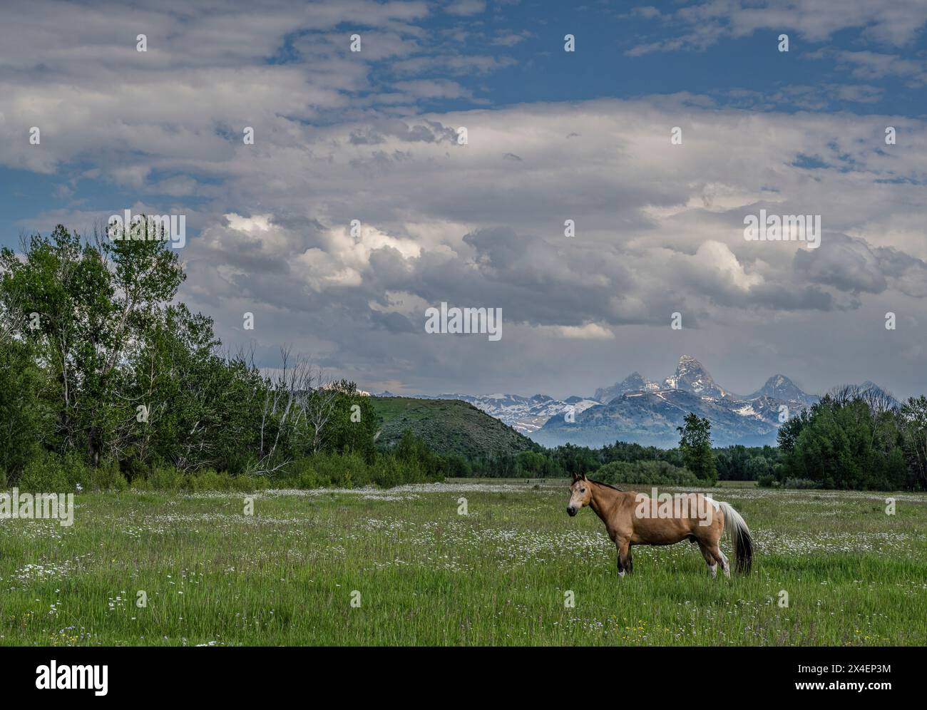 USA, Idaho. Horse grazing in meadow, view of Grand Teton and Teton Mountains from the West near Jackson Hole and Tetonia. Stock Photo