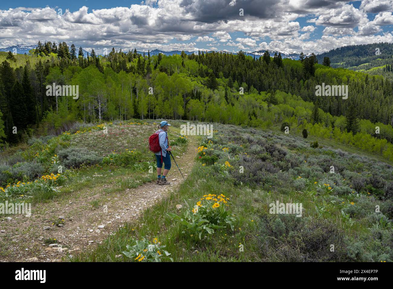 USA, Idaho. Woman hiking on trail in Big Hole Mountains in spring. Stock Photo