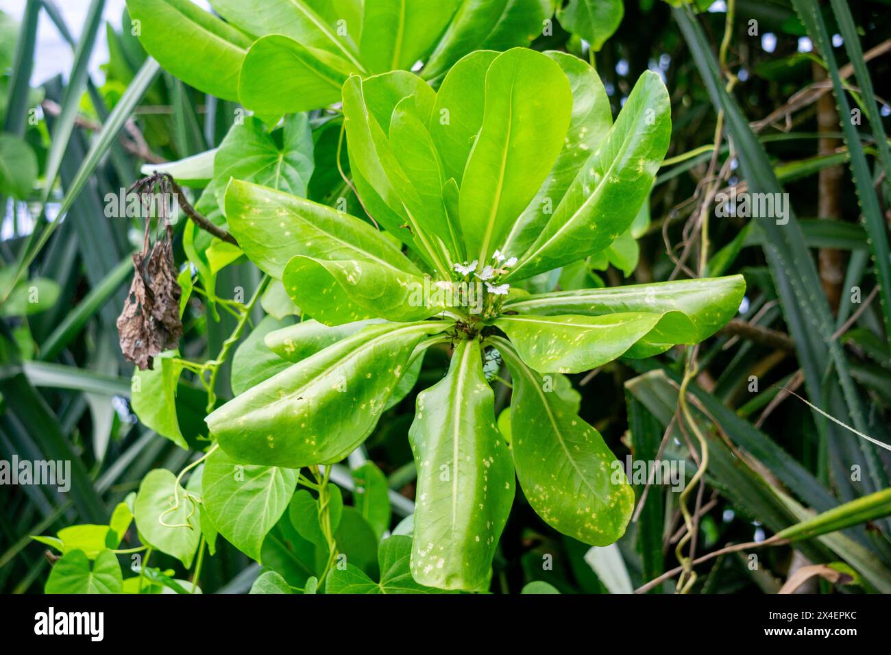 Scaevola taccada (gagabusan, kayu gabus, bunga separuh, beach cabbage, sea lettuce, or beach naupaka). This plant is used to prevent coastal erosion Stock Photo