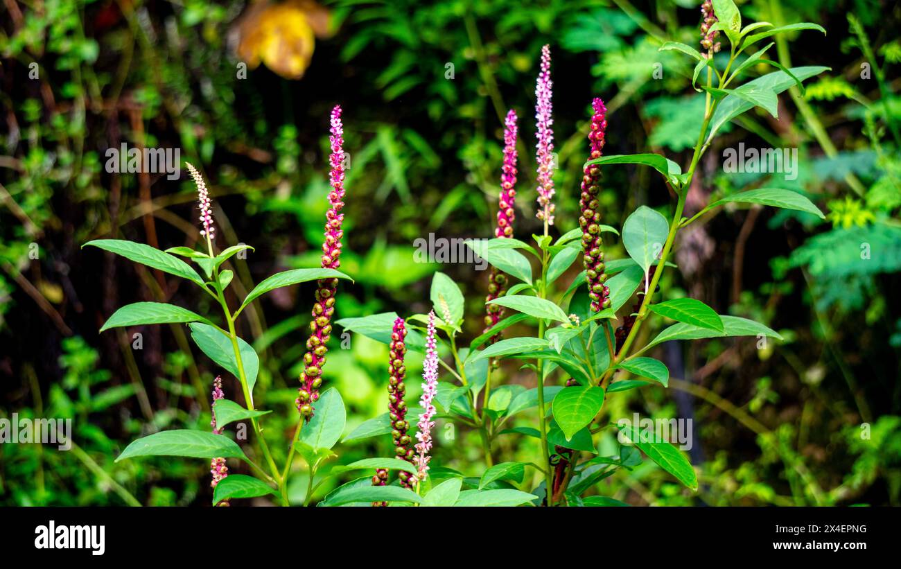 Bayam hutan hi-res stock photography and images - Alamy