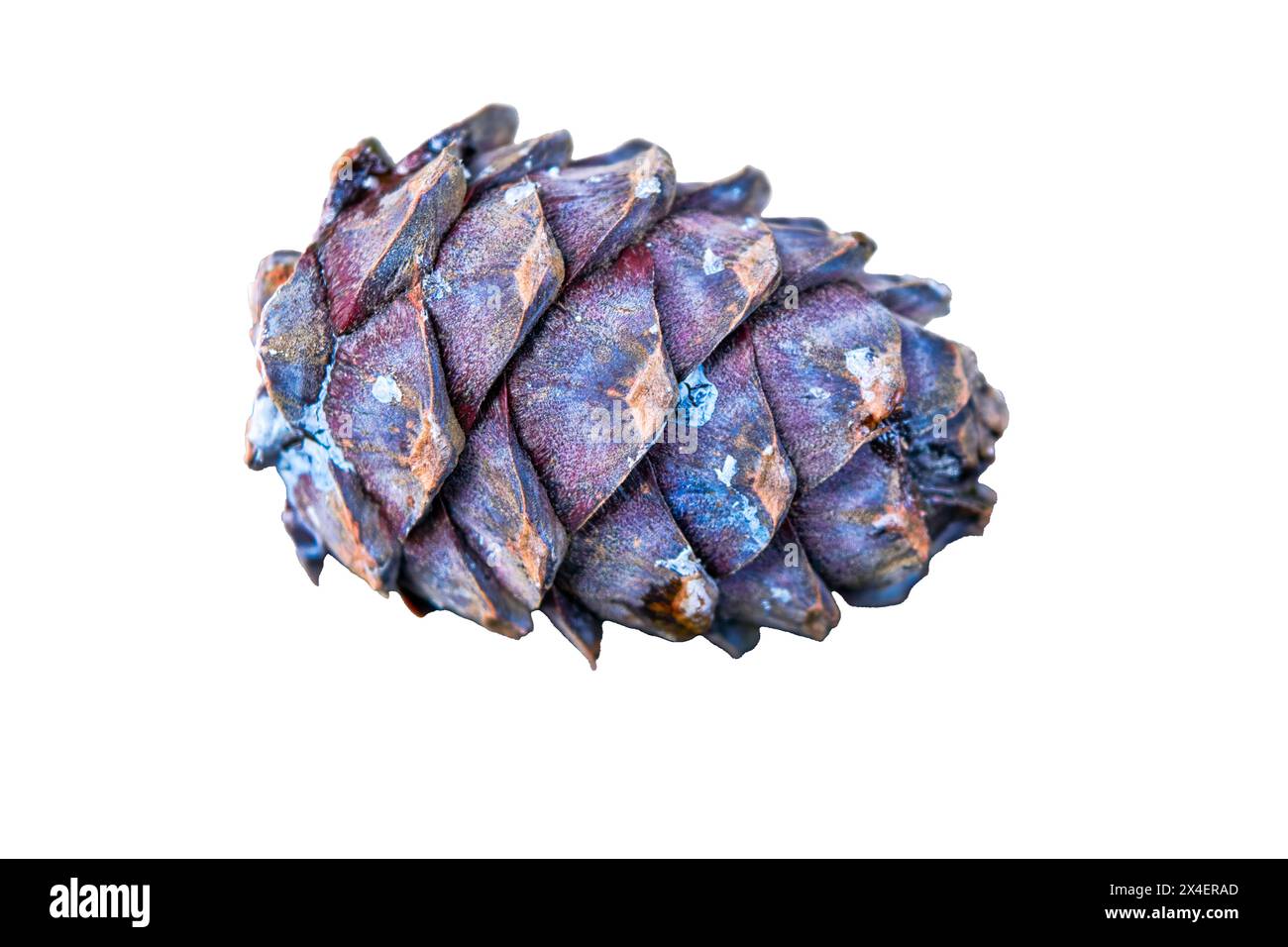 Ripe Siberian pine cone Cedar isolate on white close-up. Stock Photo