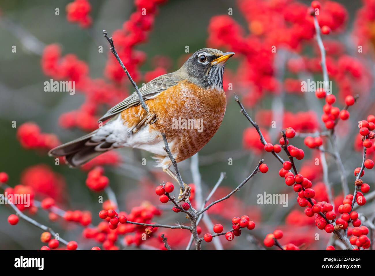 American Robin eating Winterberries in Winterberry bush, Marion County, Illinois. Stock Photo