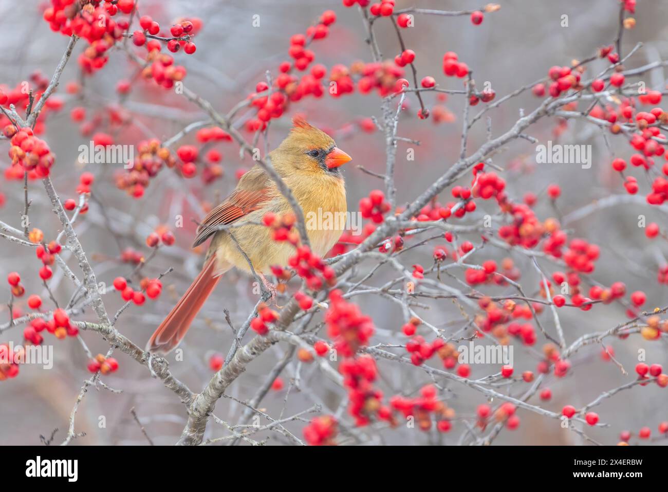 Northern Cardinal female in Winterberry bush, Marion County, Illinois. Stock Photo