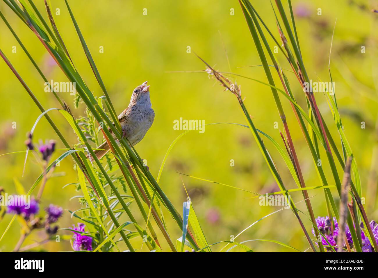 Henslow's Sparrow perched on Big Bluestem singing in prairie Ridge State Natural Area, Marion County, Illinois. Stock Photo