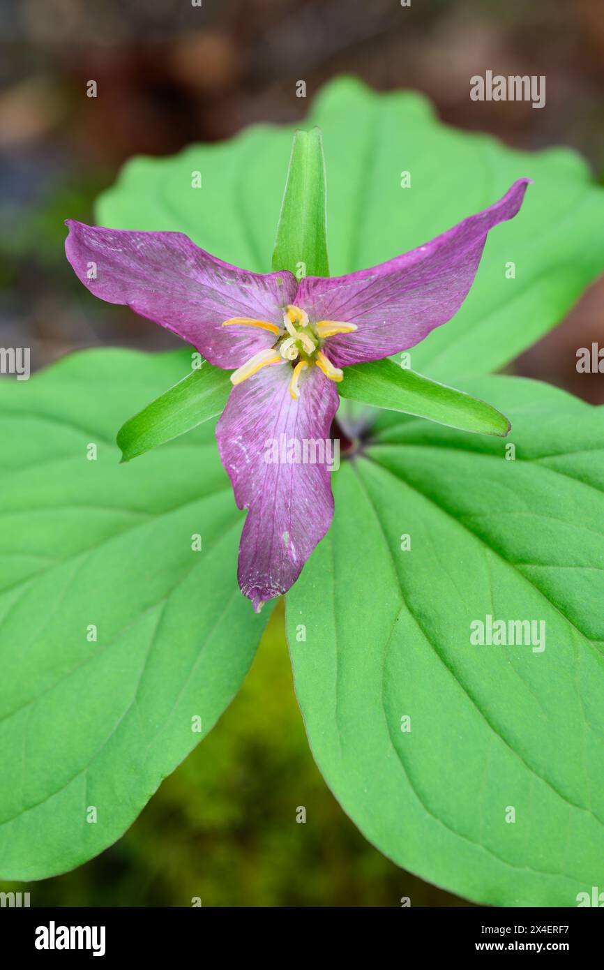 Western White Trillium aged into purple flower above green bracts a Trillium ovatum wildflower plant Stock Photo