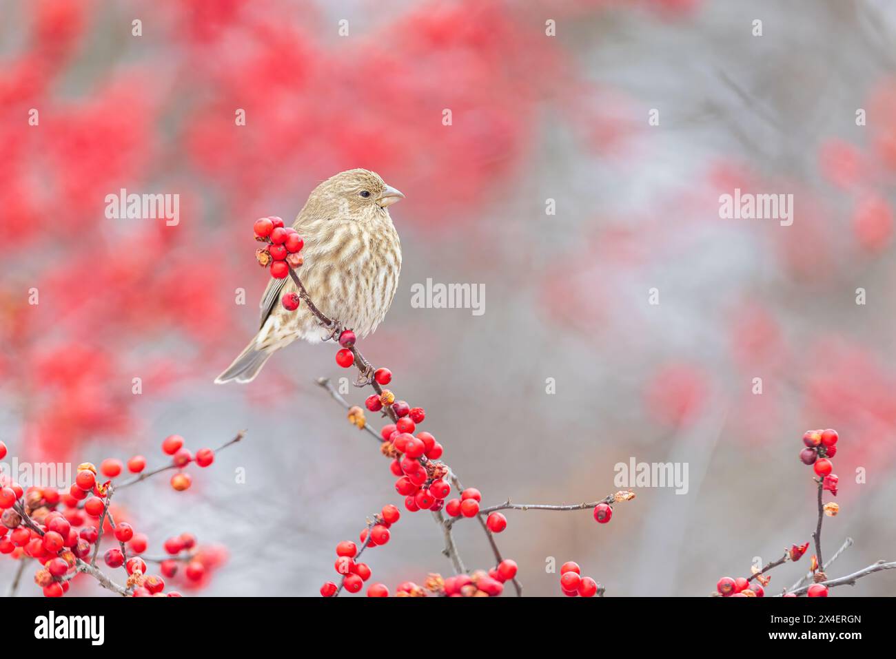 House Finch female in Winterberry bush, Marion County, Illinois. Stock Photo