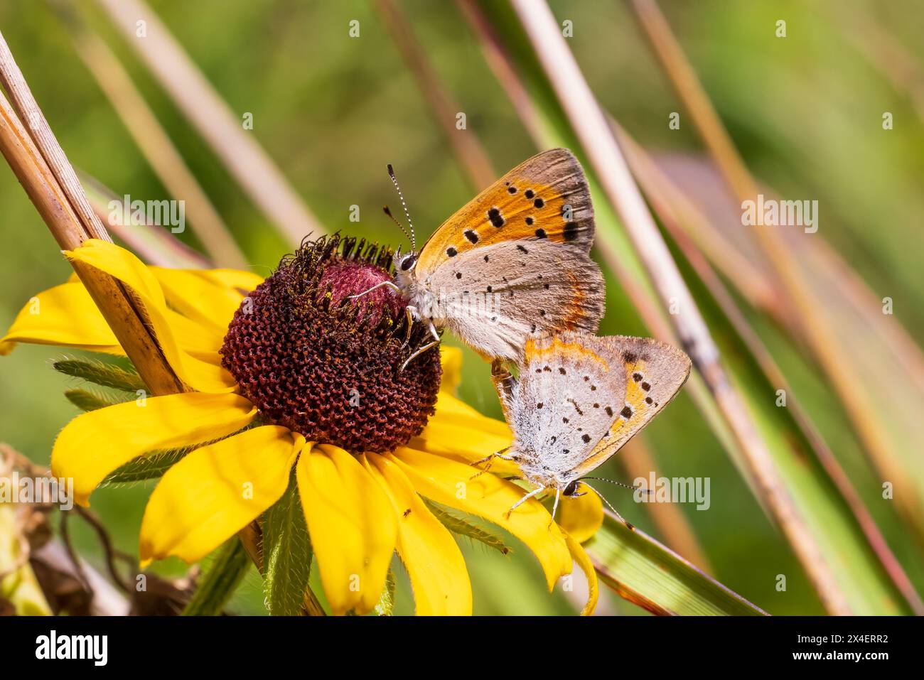 American Coppers mating on Black-eyed Susan. Lawrence County, Illinois. (Editorial Use Only) Stock Photo