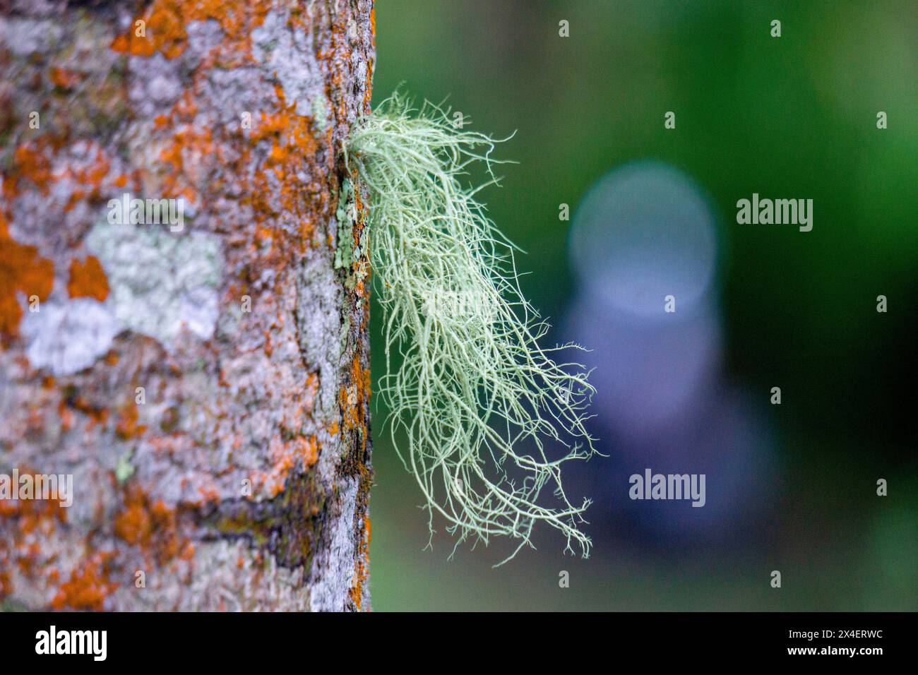 Usnea cornuta (old man's beard, beard lichen, beard moss, tahi angin ...