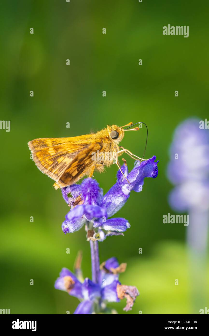 Peck's Skipper on Victoria Blue Salvia, Marion County, Illinois. (Editorial Use Only) Stock Photo