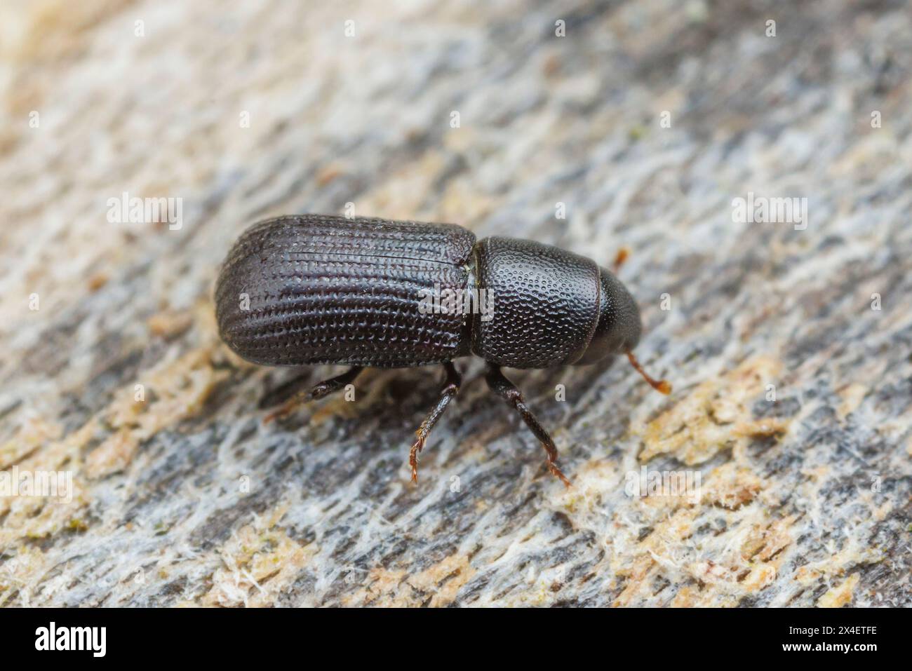 Snout Beetle (Stenoscelis brevis) Stock Photo