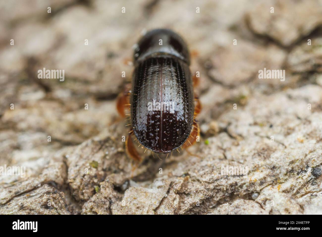 Posterior view of Euwallacea validus, an ambrosia beetle native to Asia, adventive in North America. Stock Photo