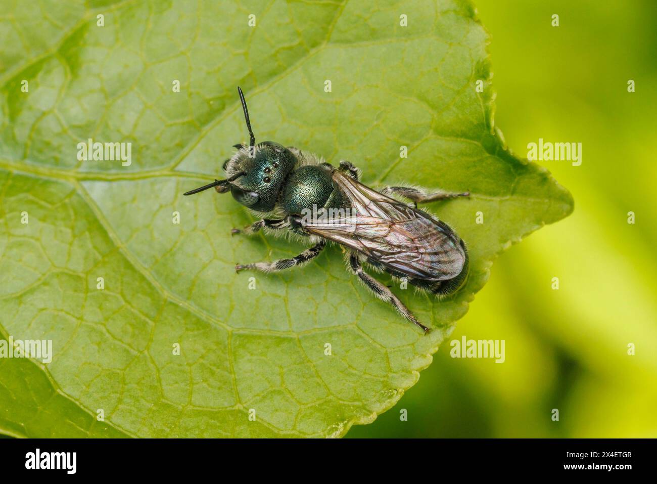 Mason Bee (Osmia sp.) Stock Photo