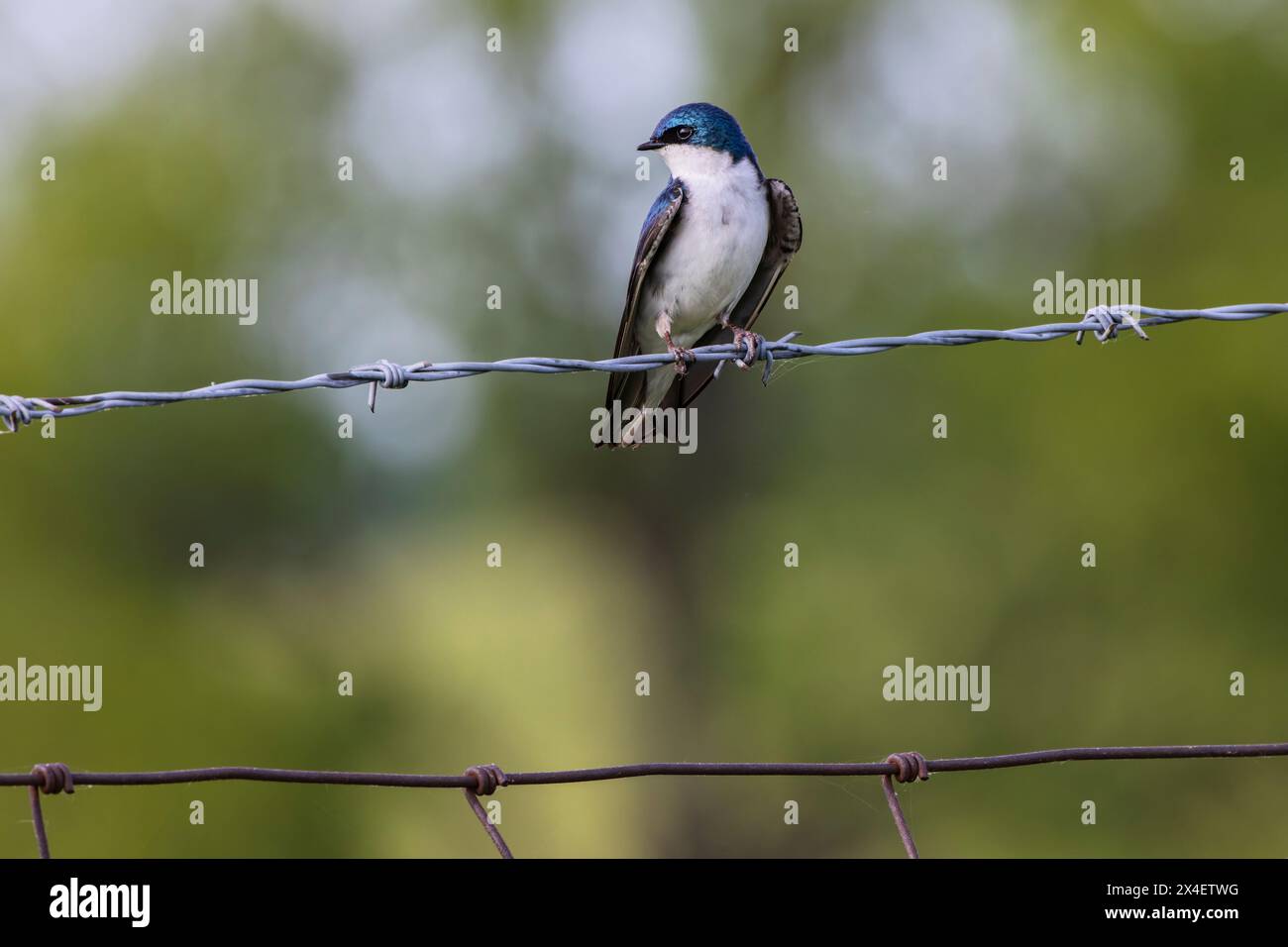 Tree swallow sitting on barbed wire fence, Tachycineta bicolor, Kentucky Stock Photo