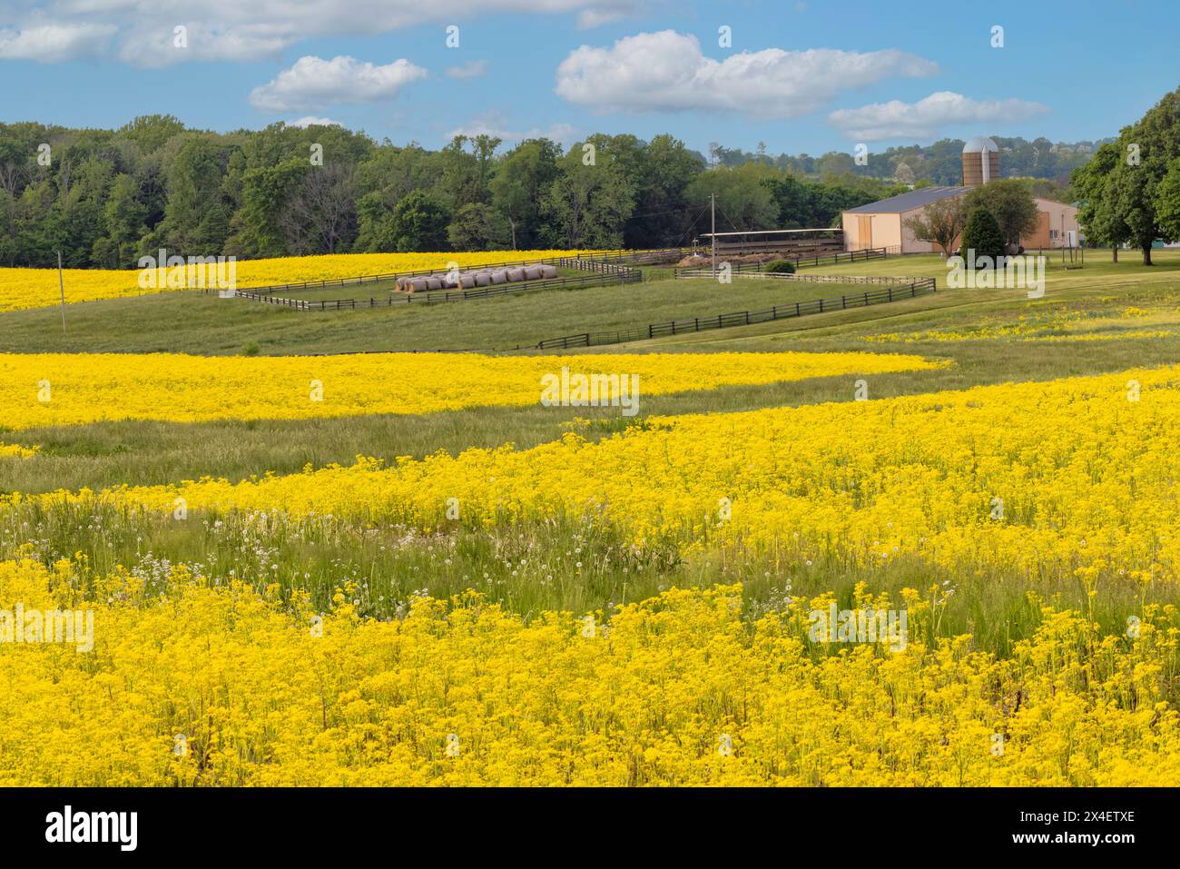 Farm field of butterweed also known as cressleaf groundsel, Oldham ...