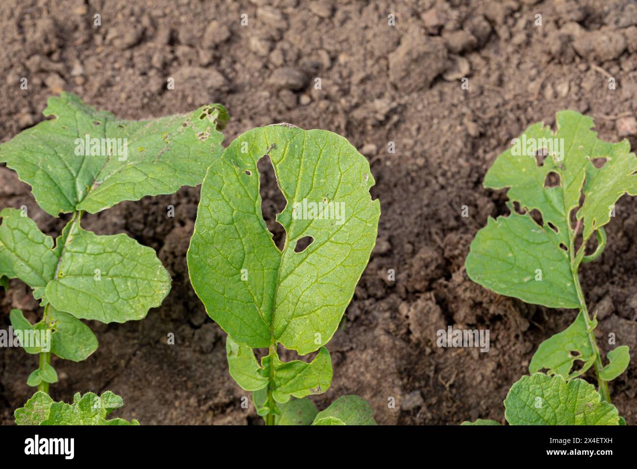 Holes in leaf of radish plant caused by insects. Garden pests, gardening pest control and organic vegetable farming concept. Stock Photo