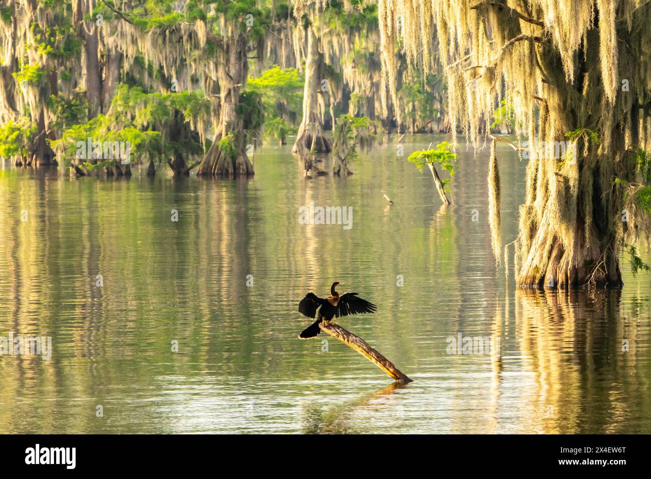 Louisiana swamp bird hi-res stock photography and images - Alamy