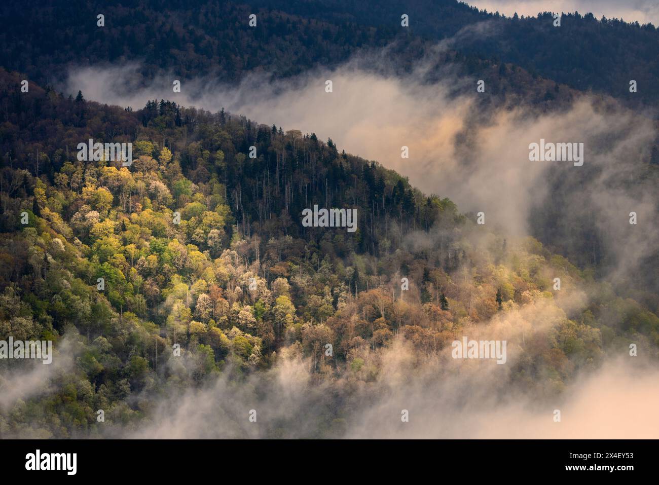 Mist rising from tapestry of blooming trees in spring, Great Smoky ...