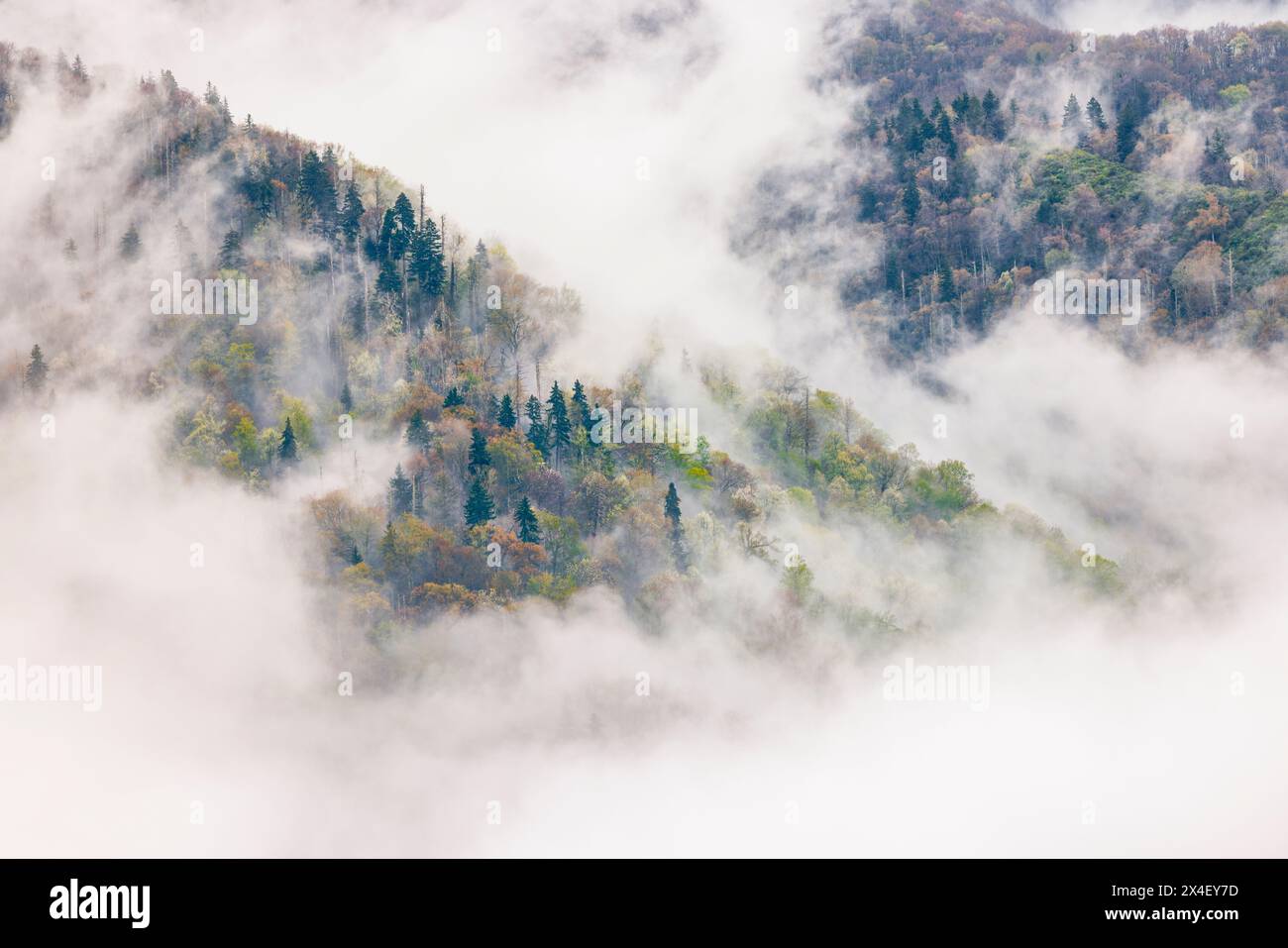 Mist rising from tapestry of blooming trees in spring, Great Smoky ...