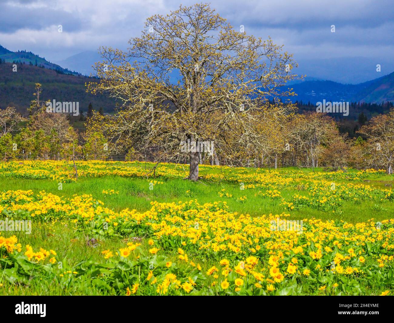 Oak tree field hi-res stock photography and images - Alamy