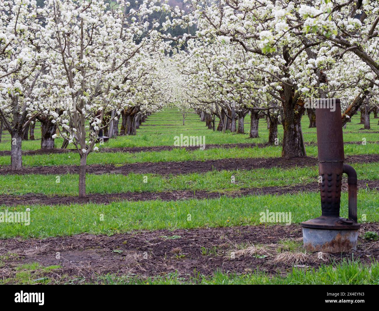 Fruit orchards with smudge pots to provide protection against frost in the spring. Stock Photo