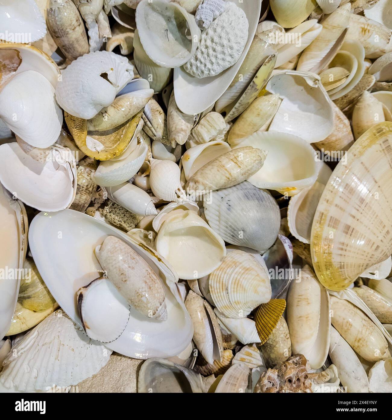 Assorted seashell background Stock Photo