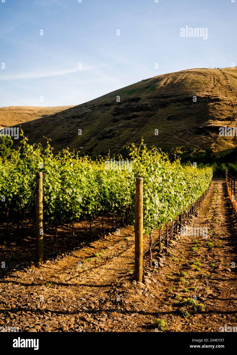 USA, Oregon, Milton-Freewater. Resurgent Vineyard is part of the expanding Rocks district in the Walla Walla AVA. Table and chairs await guests. (Edit Stock Photo