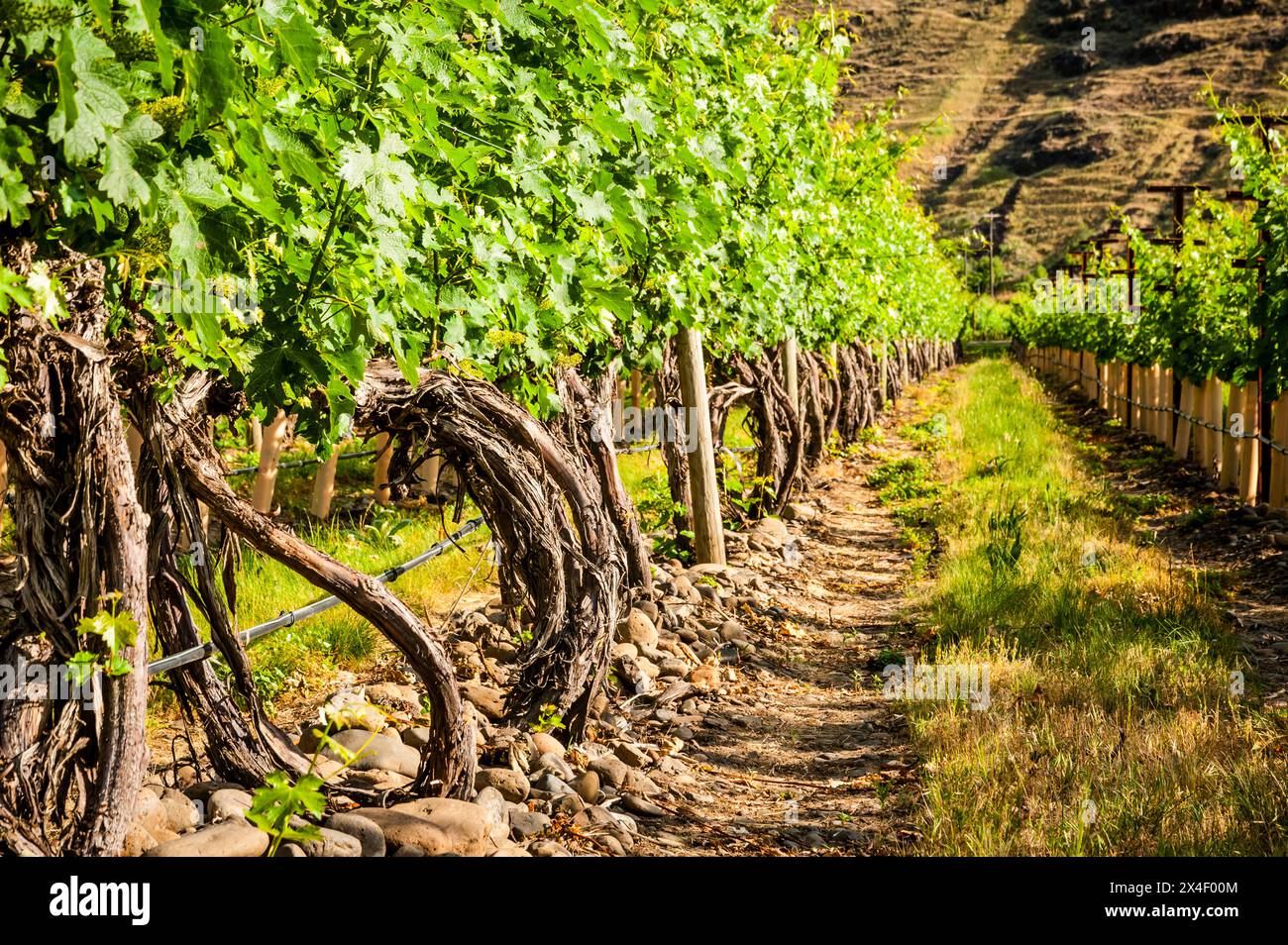 Vinyard Rocks USA, Oregon, Milton-Freewater. Resurgent Vineyard is part of the ...