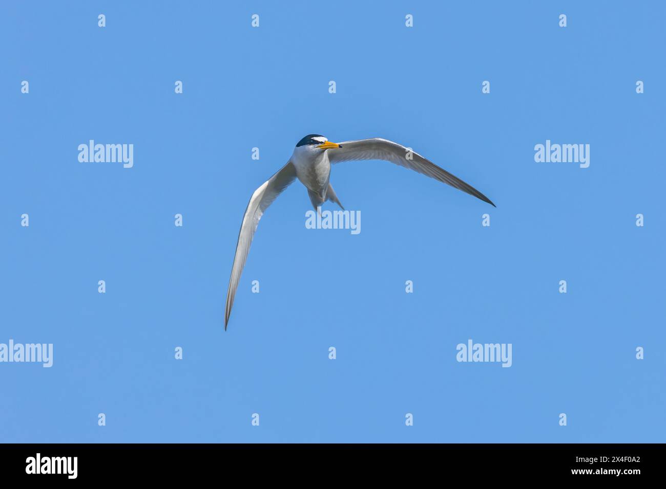 Least tern in flight, South Padre Island, Texas Stock Photo