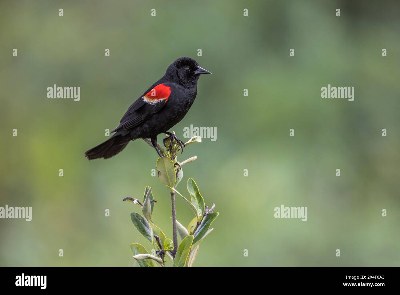 Male red-winged blackbird, South Padre Island, Texas Stock Photo