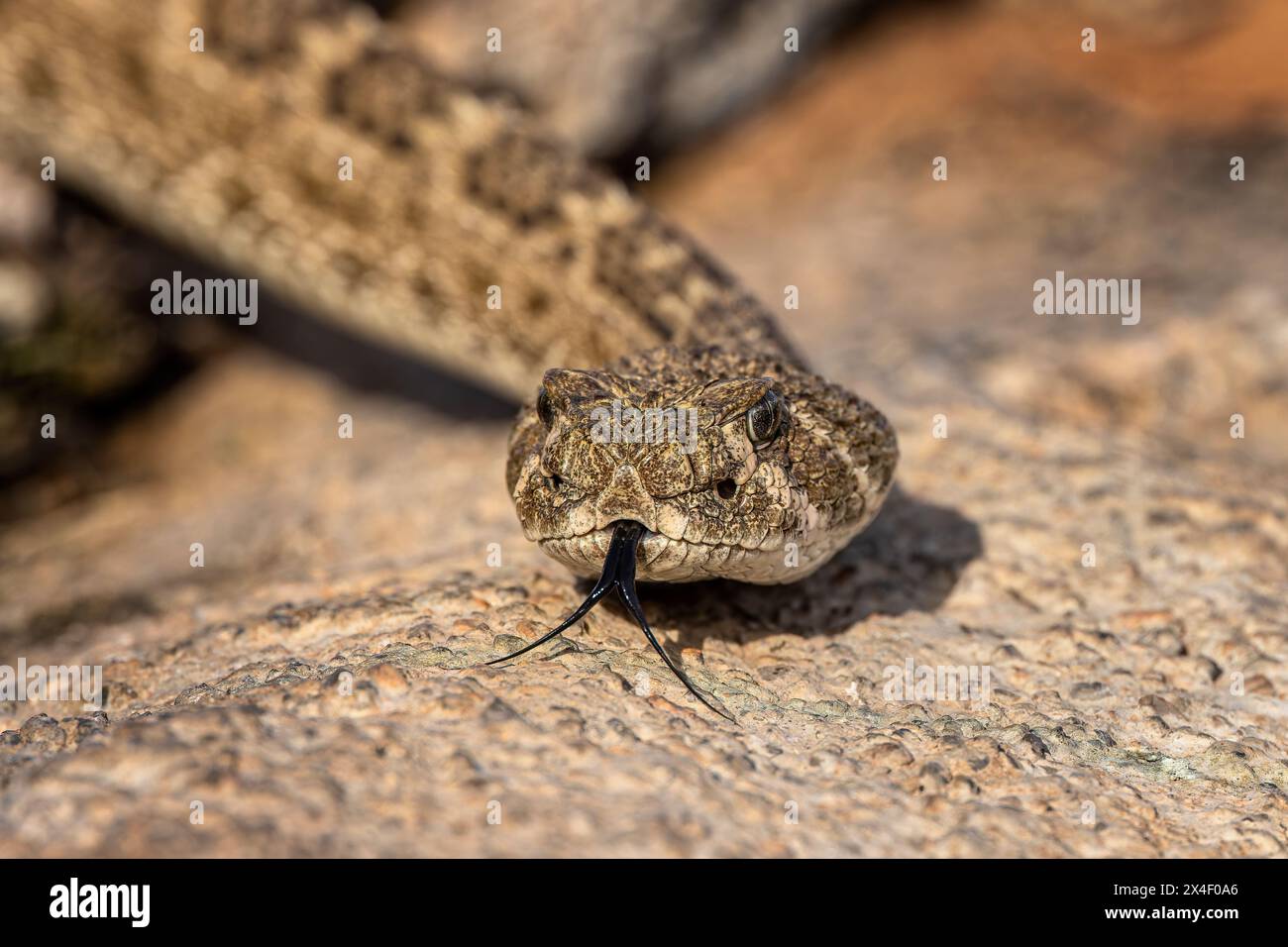 Western diamondback rattlesnake or Texas diamond-back, Rio Grande Valley, Texas Stock Photo