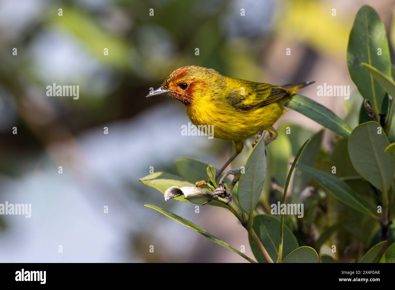 Male Mangrove warbler, yellow warbler, South Padre Island, Texas Stock Photo