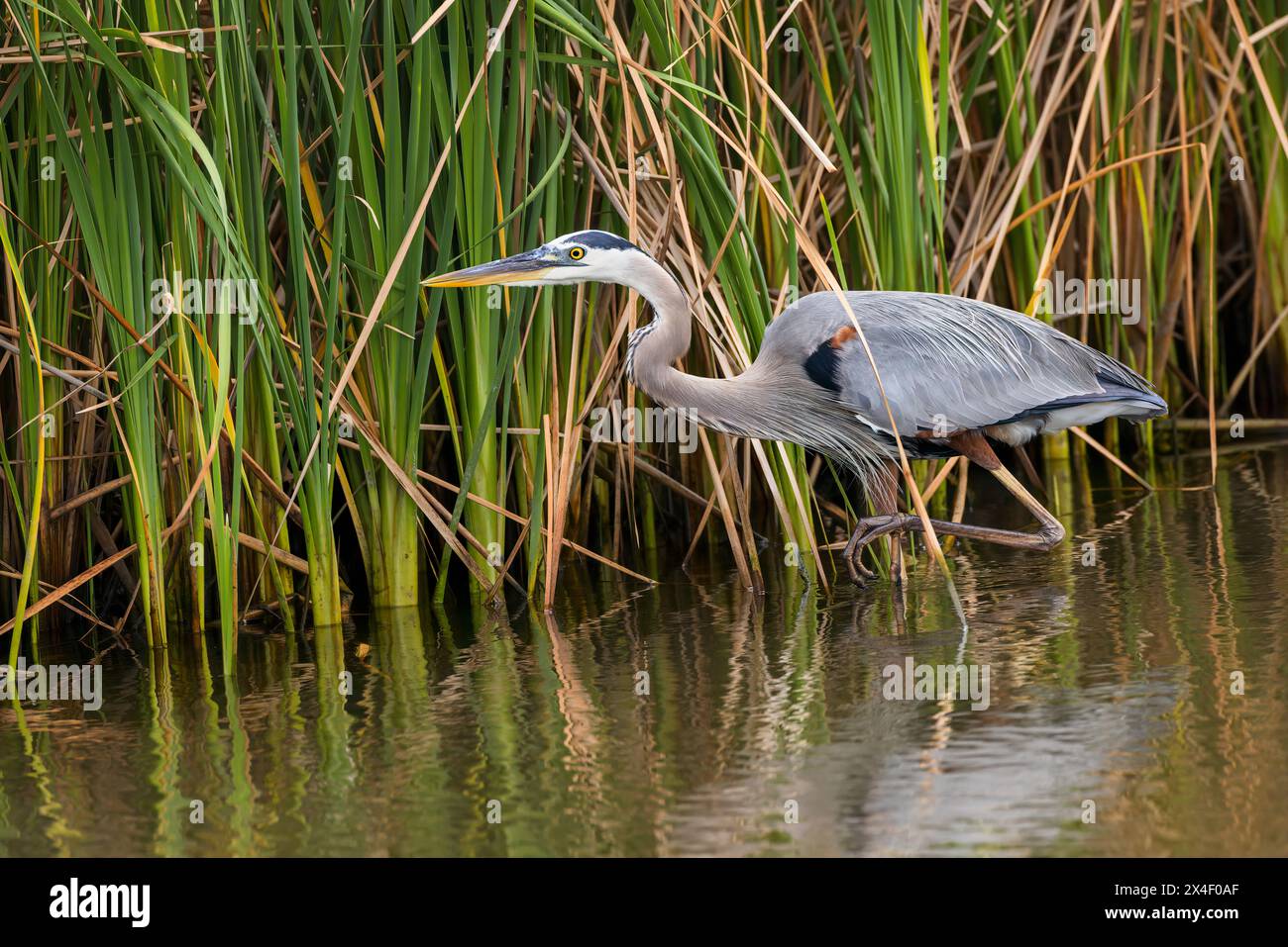 Blue Reeds Great blue heron stalking through reeds, South Padre Island, Texas ...