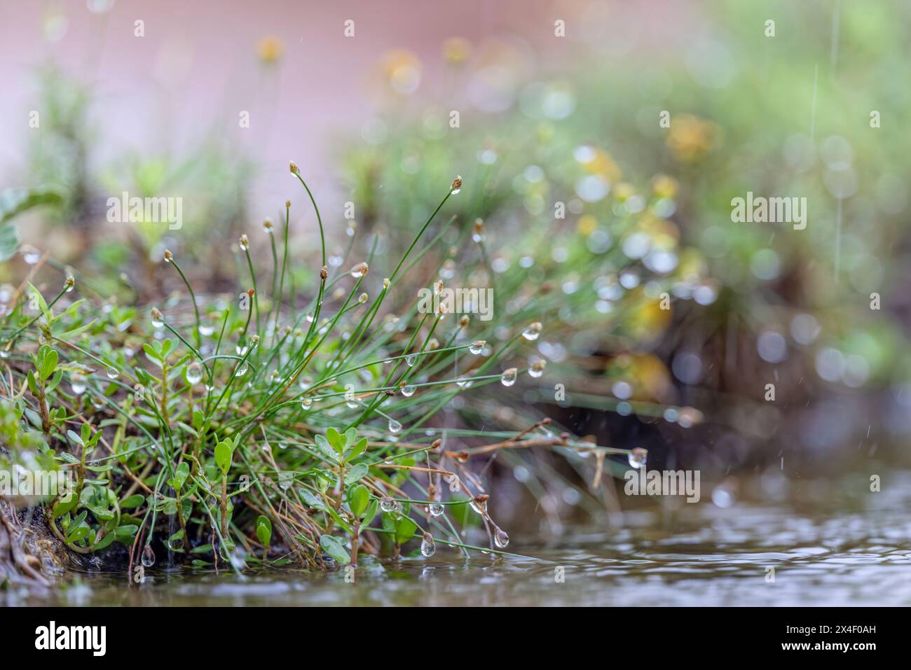 Raindrops on grass, Rio Grande Valley, Texas Stock Photo