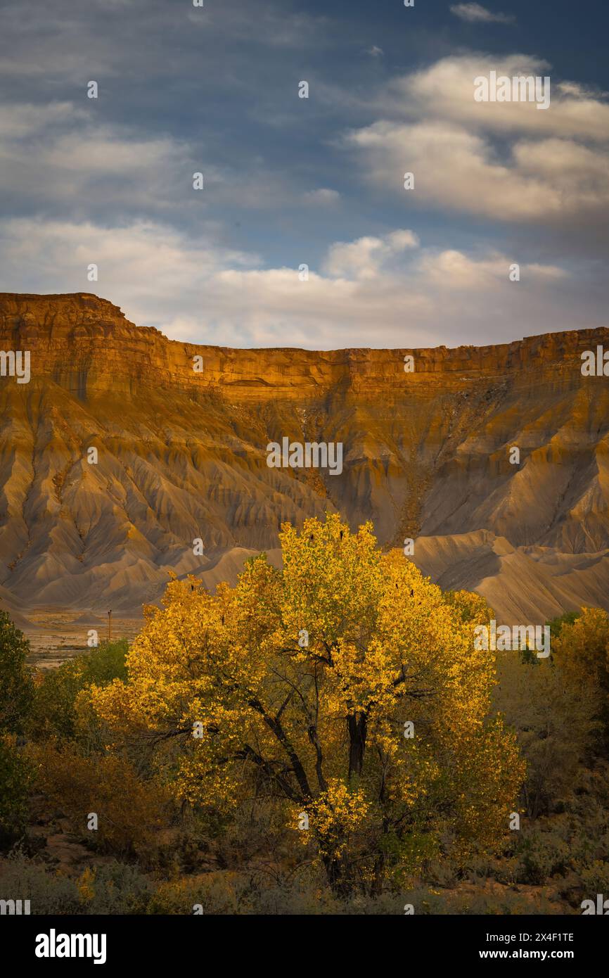 USA, Utah. Mountain and cottonwood tree in autumn Stock Photo - Alamy