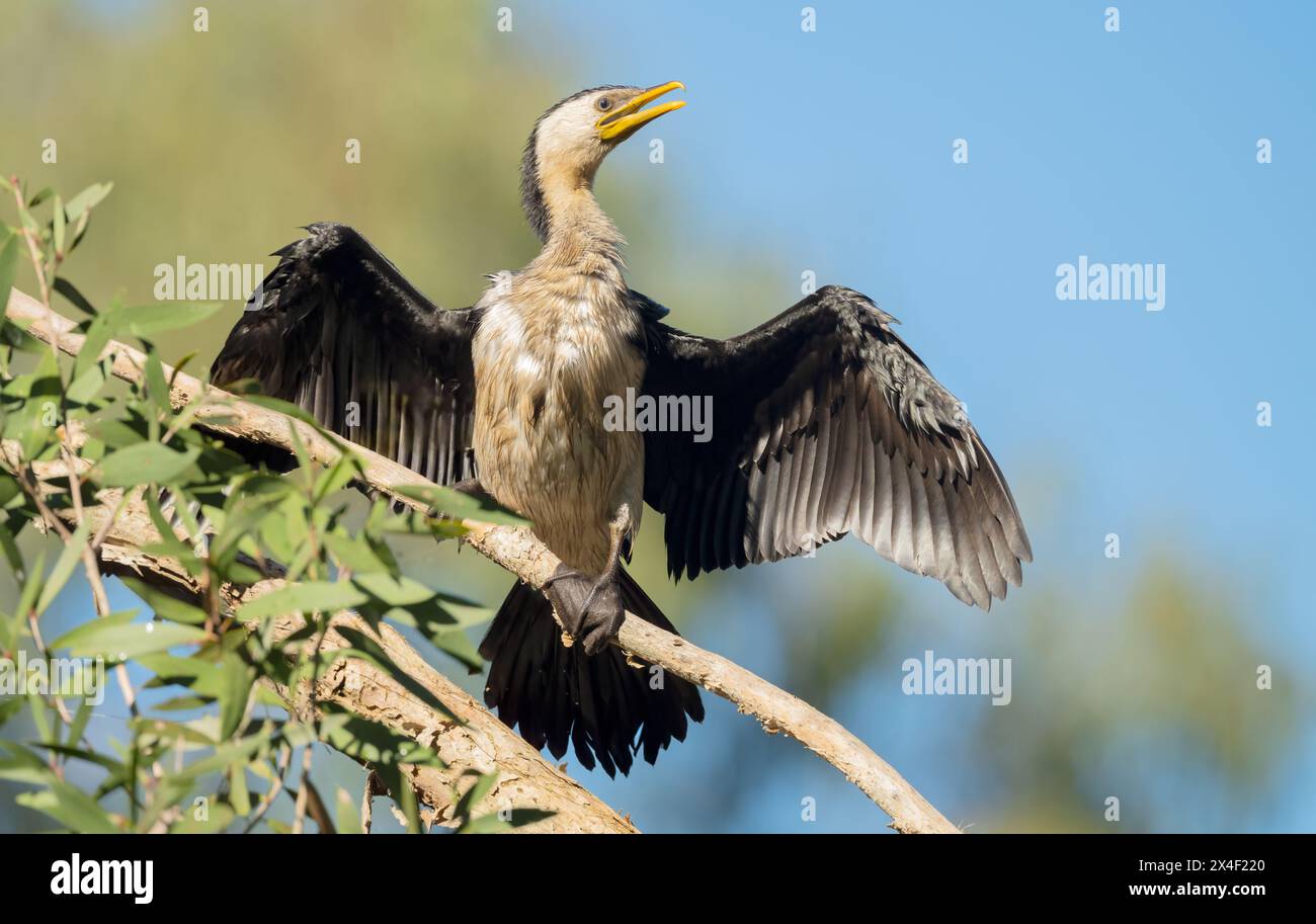 Little Pied Cormorant  ( Phalacrocorax melanoleucos )drying its wings perched in a tree at Queensland, Australia. Stock Photo